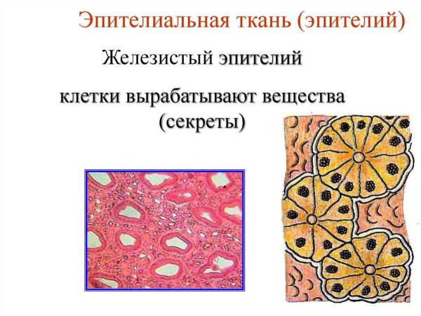 Железистый эпителий ткань