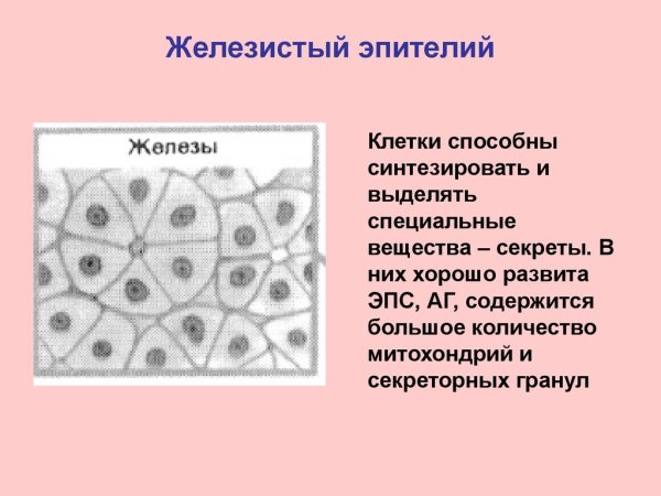 Железистый эпителий ткань