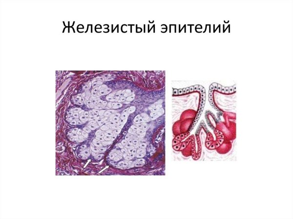 Железистая эпителиальная ткань