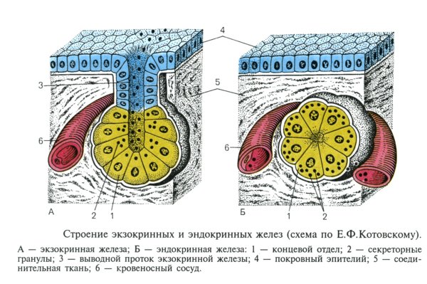 Железистый эпителий строение