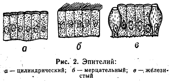 Клетка железистого эпителия рисунок