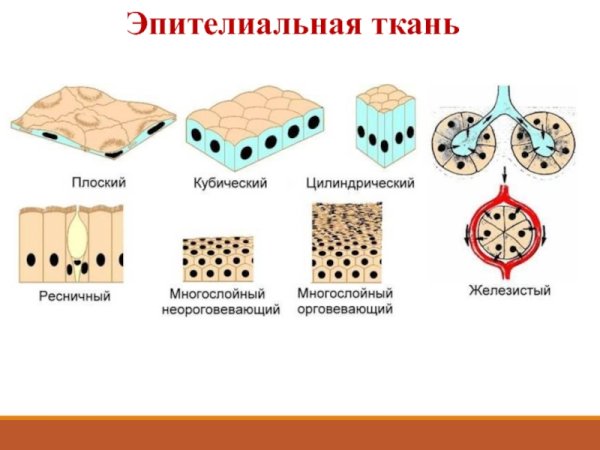Эпителиальная ткань железистый эпителий рисунок
