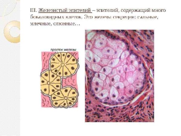 Железистый эпителий строение ткани