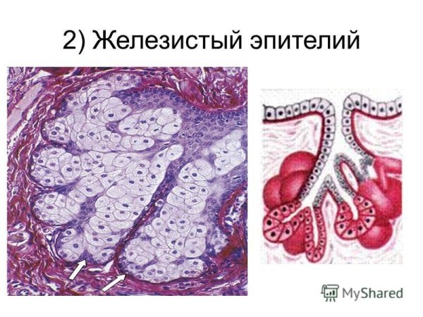 Железистая эпителиальная ткань