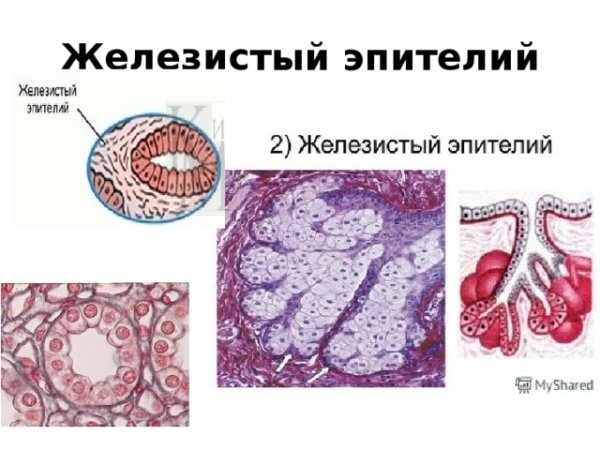 Железистый эпителий гистология рисунок