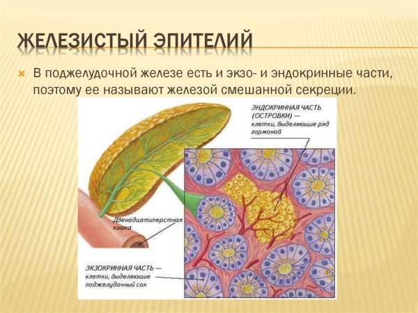 Железистый эпителий ткань
