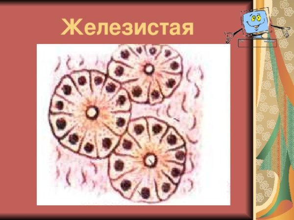 Железистый эпителий ткань рисунок