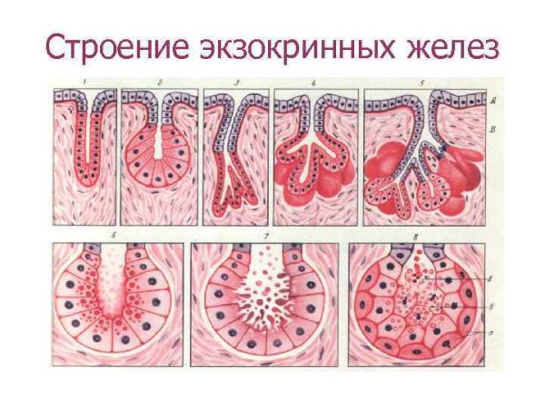 Железистый эндокринный эпителий месторасположение