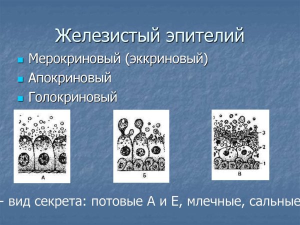 Строение клетки эпителиальной ткани