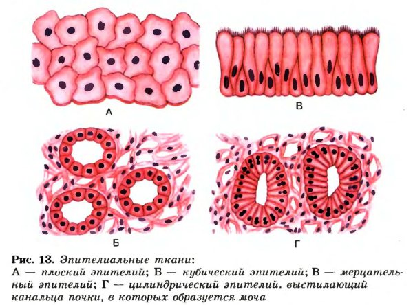 Железистый эпителий эндокринные железы