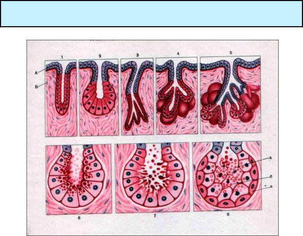 Однослойный железистый эпителий