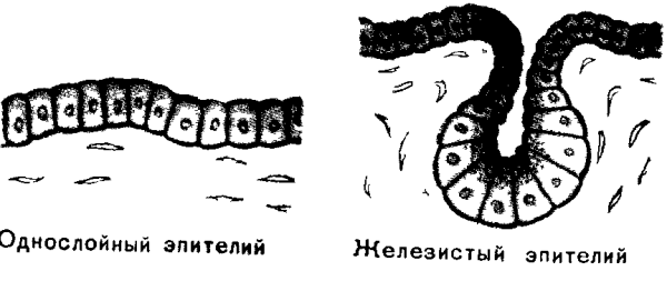 Железистый эндокринный эпителий