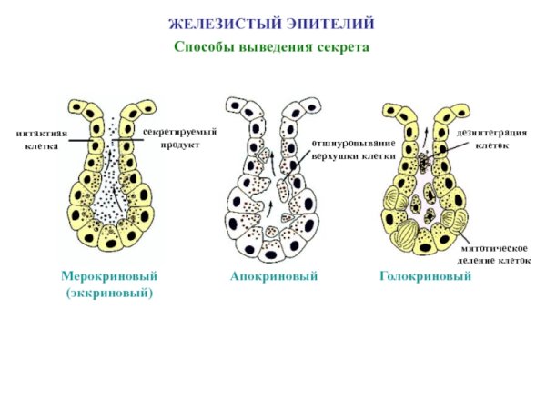 Железистая эпителиальная ткань человека