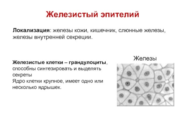 Железистая эпителиальная ткань человека