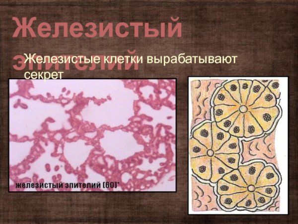 Железистый эпителий смешанной секреции