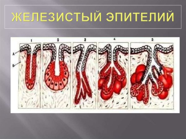 Железистый эпителий строение и функции
