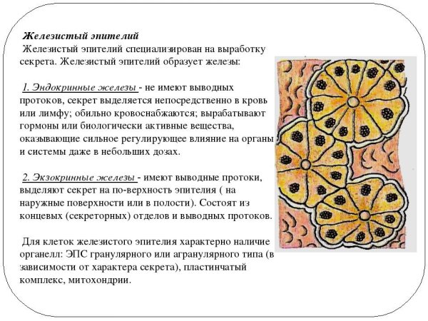 Эпителий почечных канальцев млекопитающих