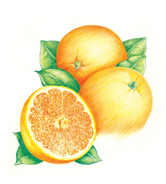 Апельсин для рисования