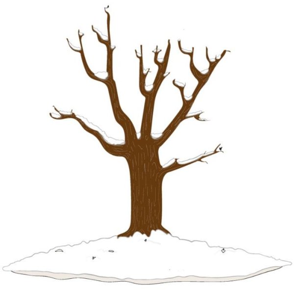 Зимние деревья