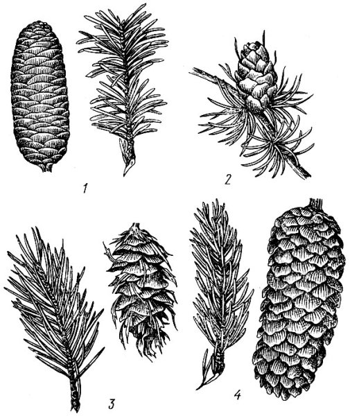 Шишки раскраска