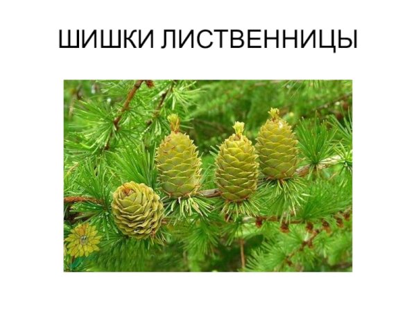 Лиственница Сибирская хвоинки