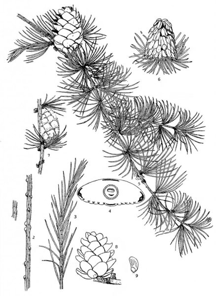 Шишки сосны шишки лиственницы