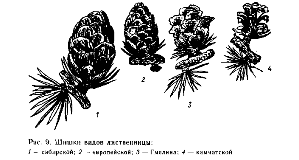 Лиственница Сибирская побег