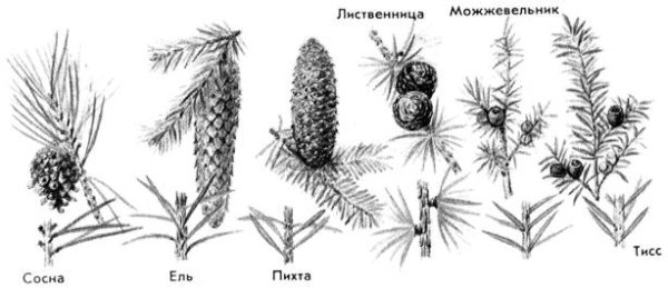 Лиственница шишки и хвоинки