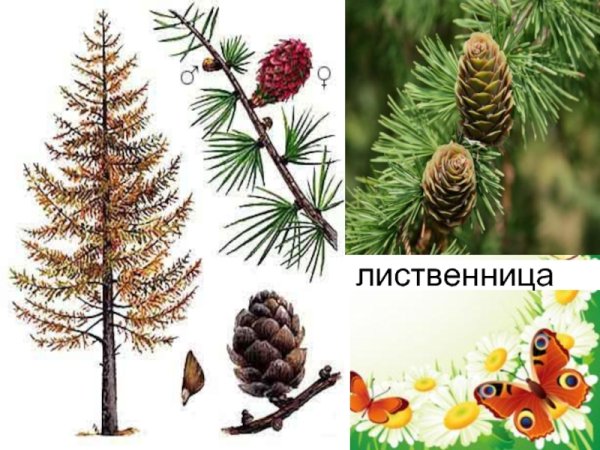 Лиственница Сибирская строение