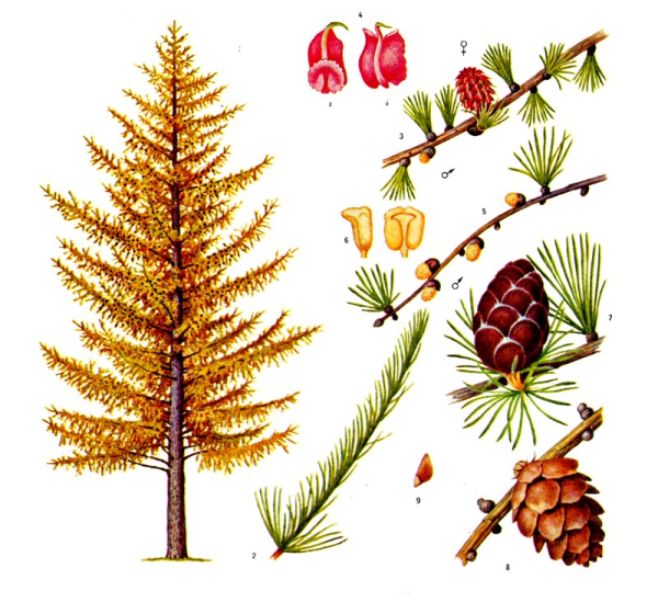 Лиственница Сибирская шишка рисунок