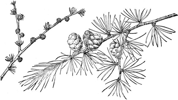 Larix Polonica