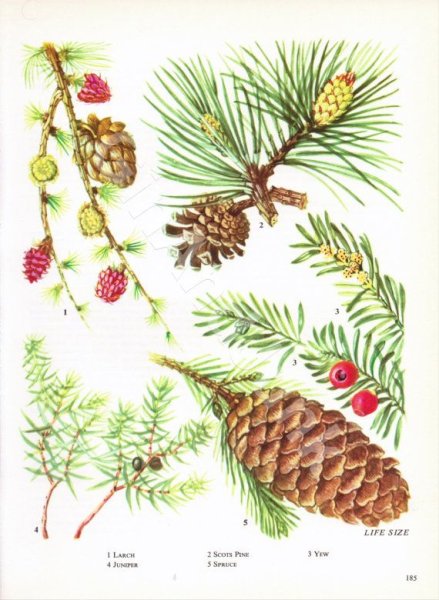 Шишки лиственницы