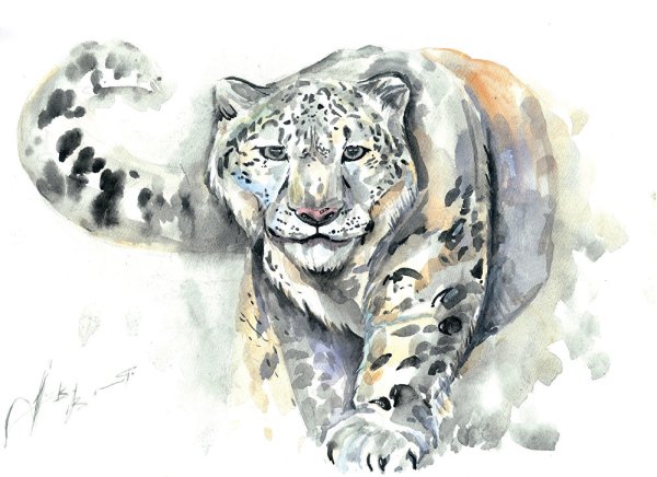 Снежный Барс