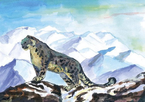 Снежный Барс Ирбис рисунок