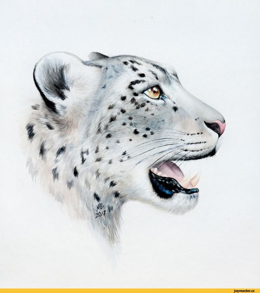 Барс Ирбис рисунок