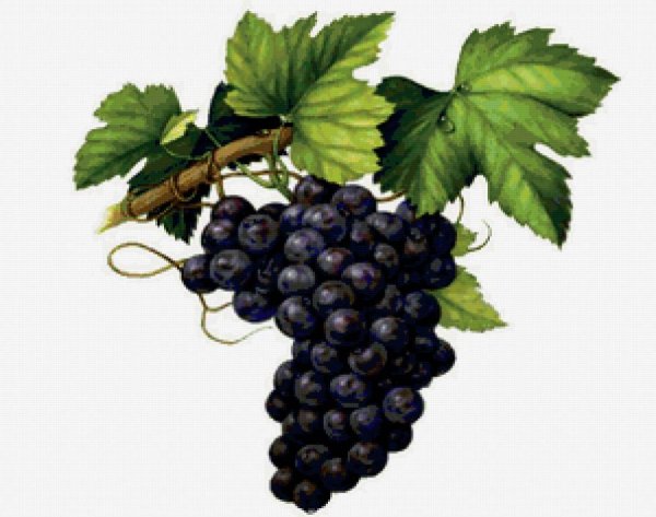 Дионис с виноградной лозой