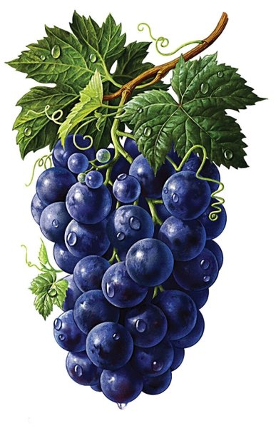 Гроздь винограда