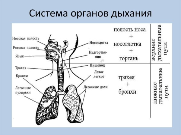 Схема строения органов дыхательной системы
