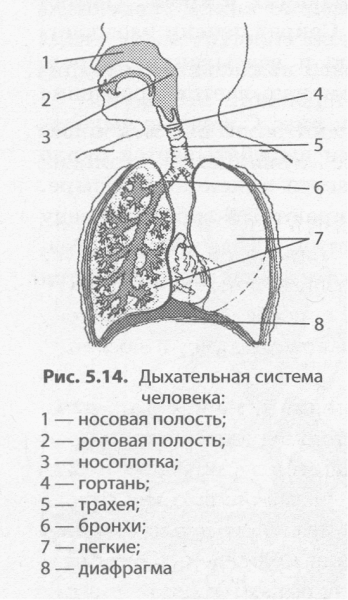 Схема дыхательной системы