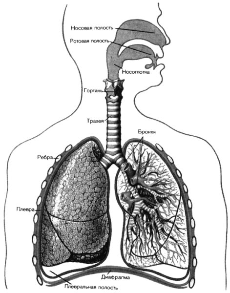 Дыхательная система трахея анатомия
