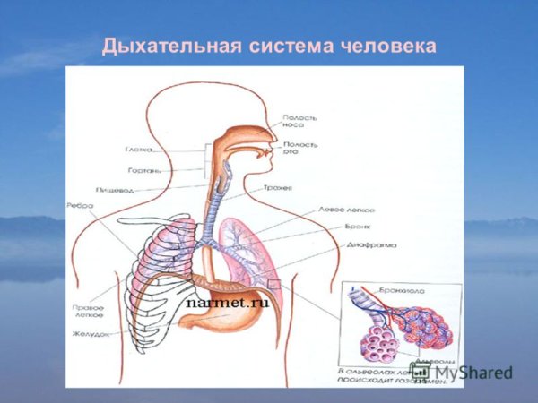 Система дыхания