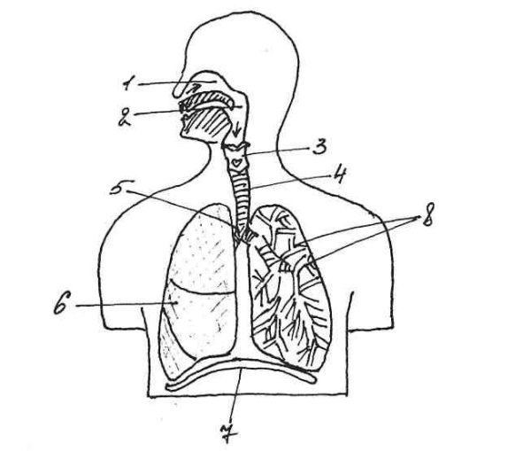 Строение дыхательной системы