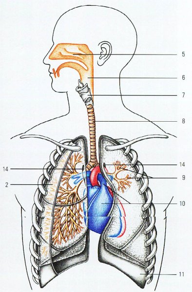 Схема строения органов дыхания