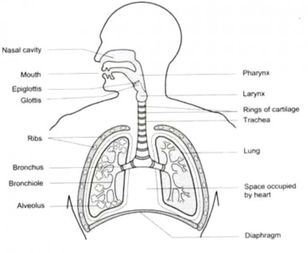 Дыхательная система человека