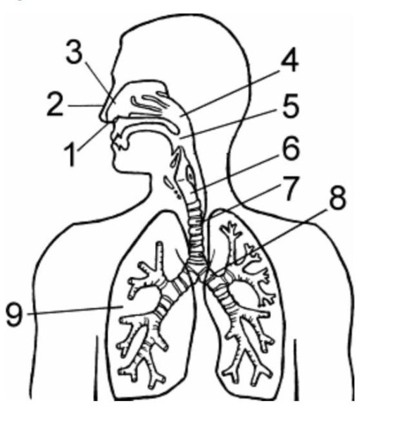 Схема дыхательной системы человека 8 класс