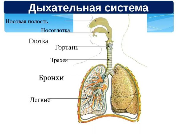 Дыхательная система трахея и бронхи