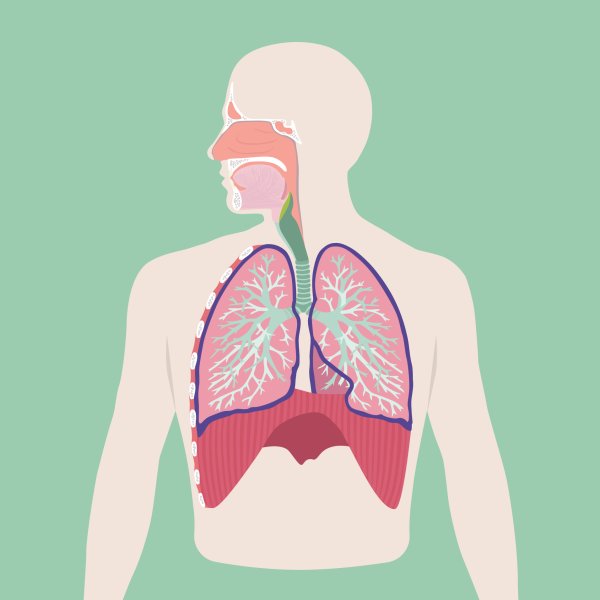 Дыхательная система человека