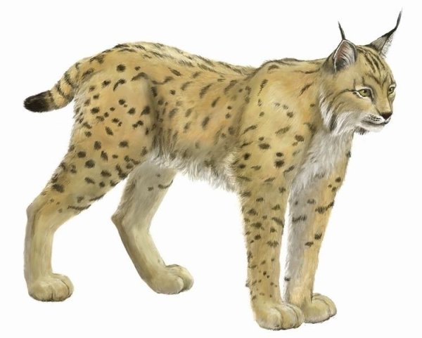 Рысь для детей