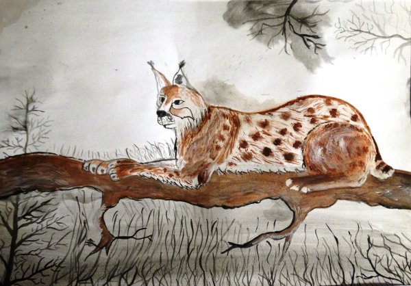 Нарисовать Рысь