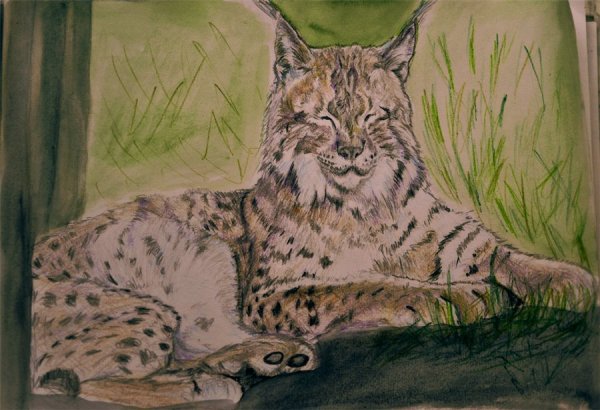 Рысь карандашом